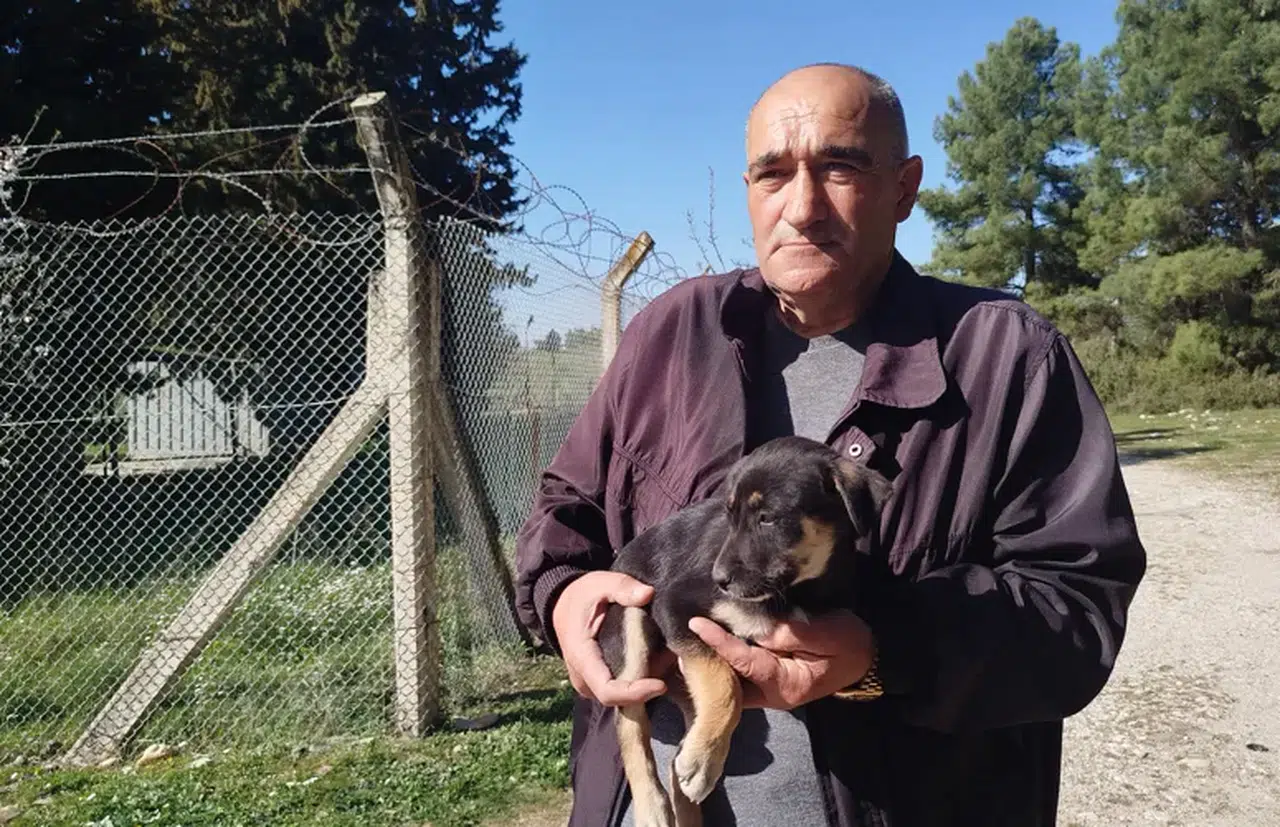 Yavru köpekler ormanlık alana bırakıldı, Gaziemir Belediyesi sahip çıkmadı