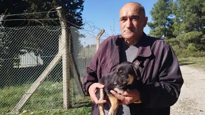 Yavru köpekler ormanlık alana bırakıldı, Gaziemir Belediyesi sahip çıkmadı