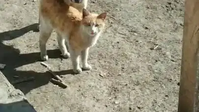 Kars’ta sıcak dostluk: Kedi ile köpeğin samimi anları kamerada