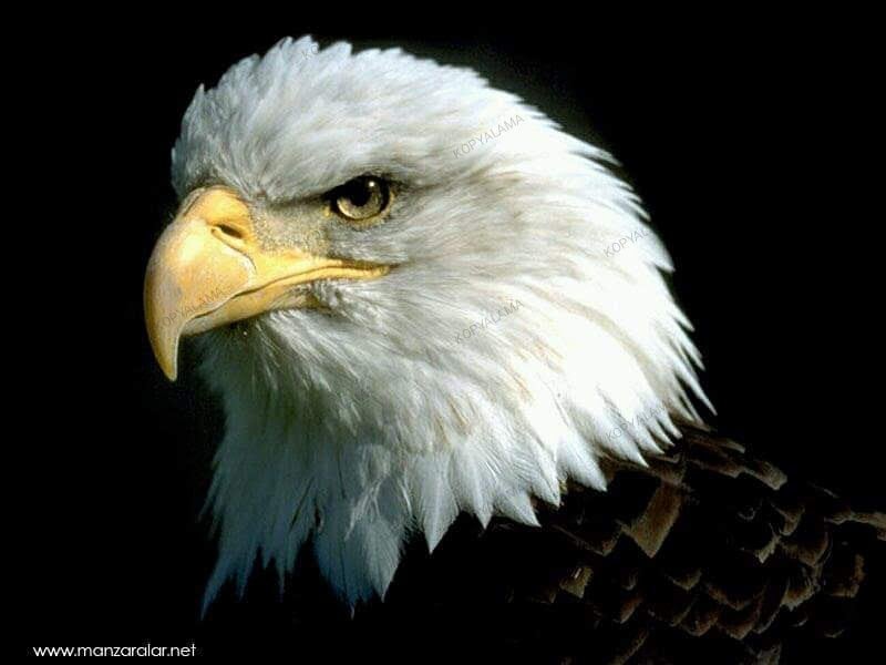 Blackeagle1973 fotoğrafı